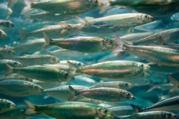 herring-1